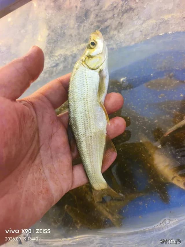 红鳍鲌钓获 0.4kg