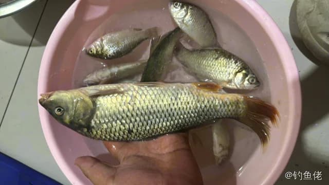 鲤鱼钓获 4.5kg