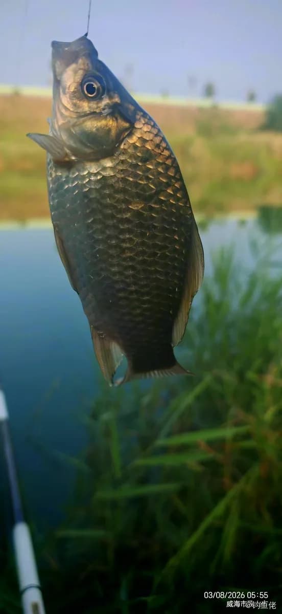 鲫鱼钓获 0.3kg