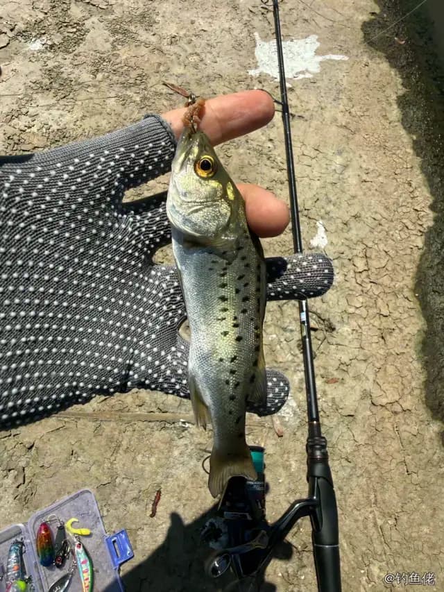 中国花鲈钓获 0.1kg