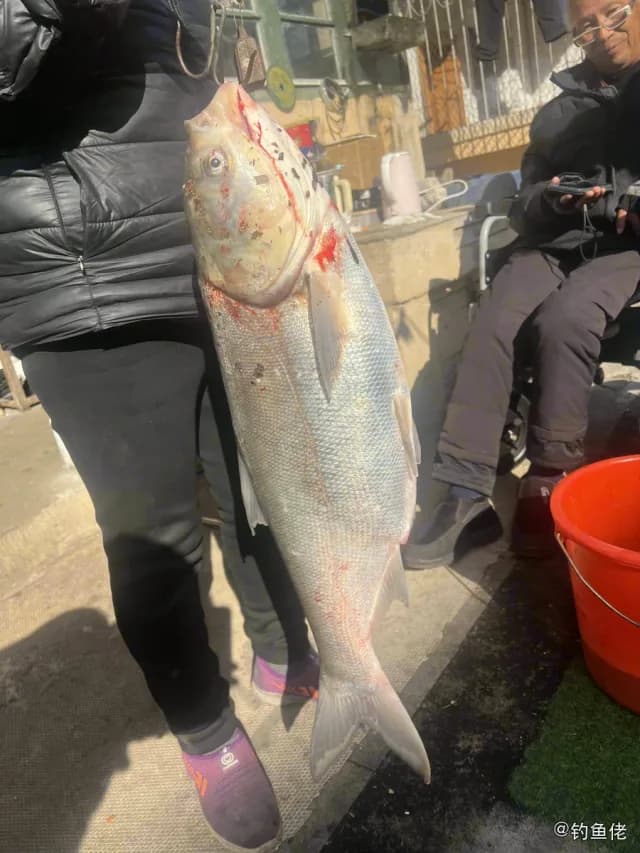 鲢鱼钓获 7.3kg