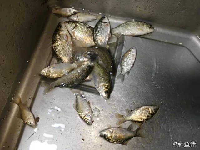 鲫鱼钓获 0.2kg