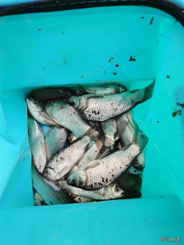 鲫鱼钓获 0.05kg