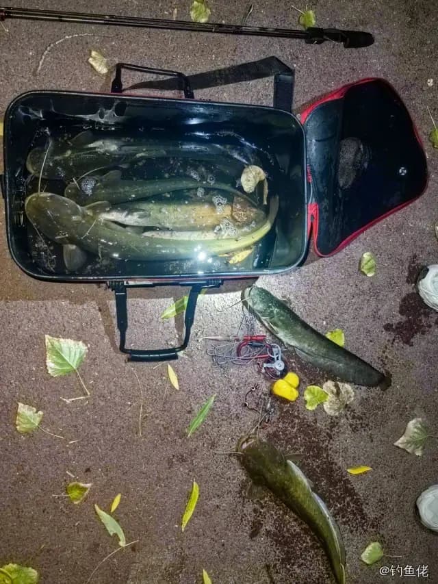 鲶鱼钓获 1kg
