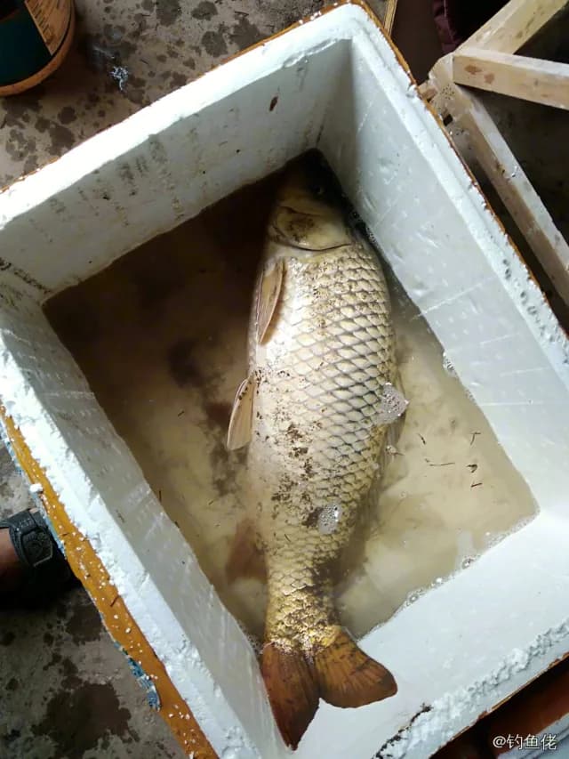 鲤鱼钓获 6kg