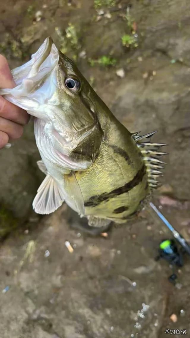 鳜鱼钓获 0.8kg