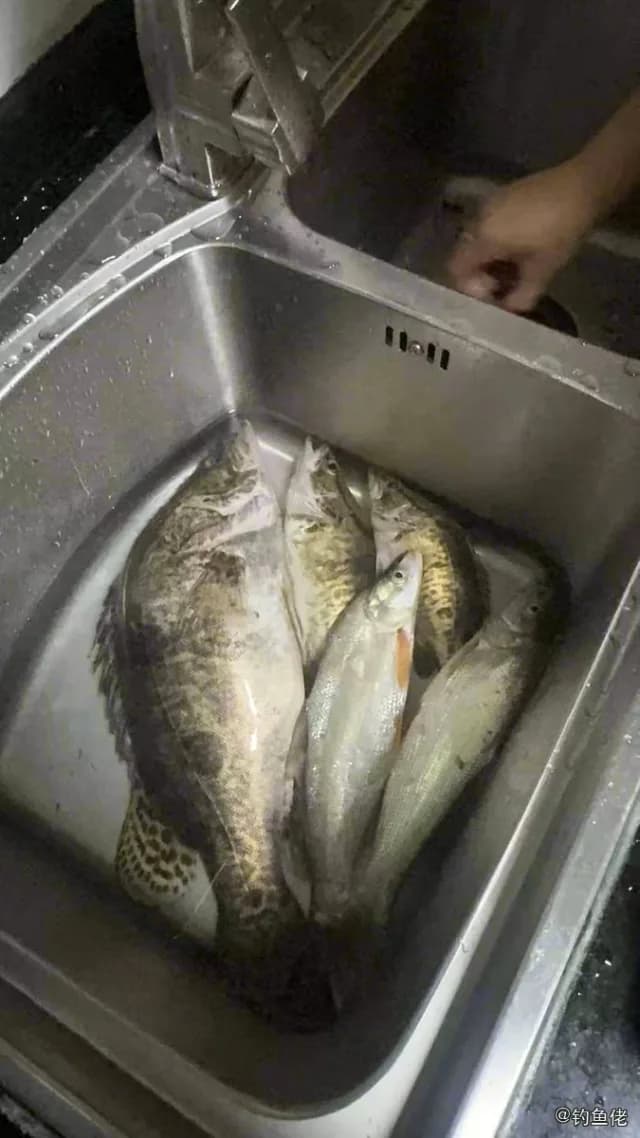 鳜鱼钓获 1kg