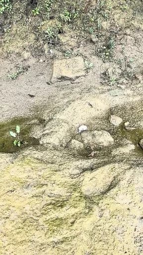 线翎电鳗钓获 0.1kg
