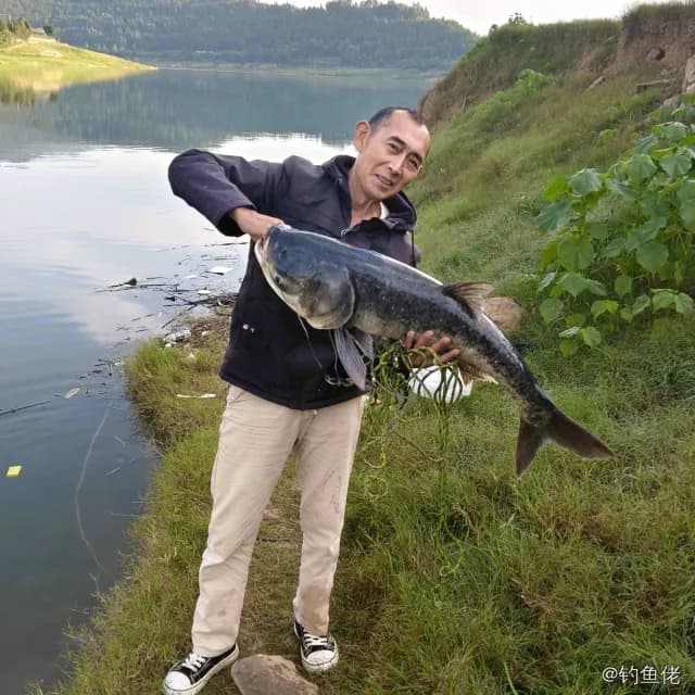 鳙鱼钓获 12.8kg
