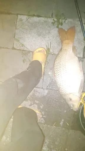 鲤鱼钓获 10kg