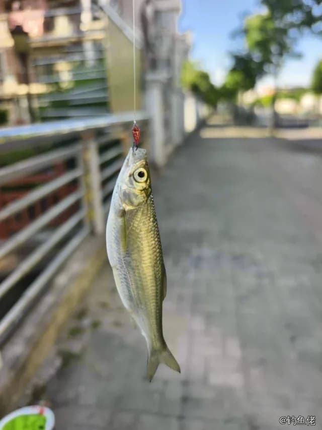 白条钓获 0.15kg