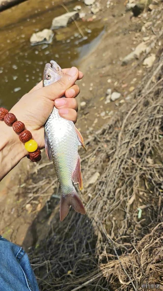 马口鱼钓获 0.6kg