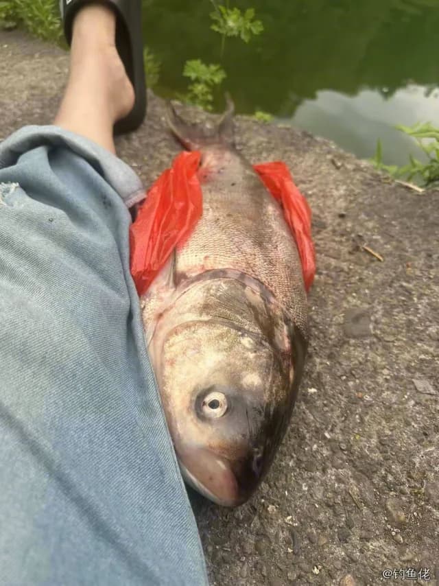 鳙鱼钓获 4kg
