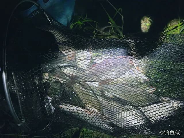 鲫鱼钓获 1.3kg