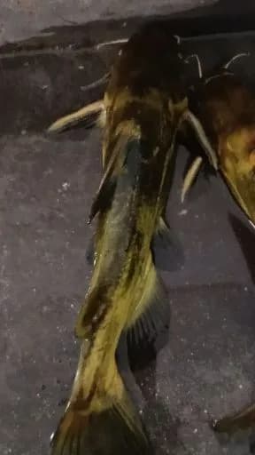 黄颡鱼钓获 0.5kg