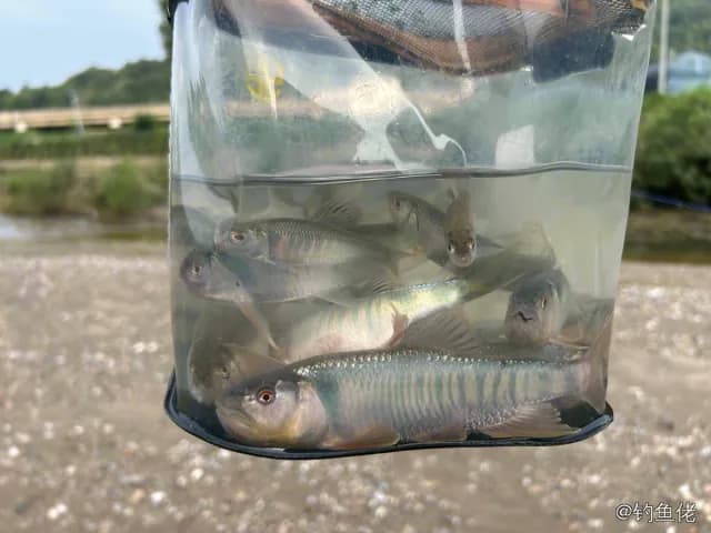马口鱼钓获 0.01kg