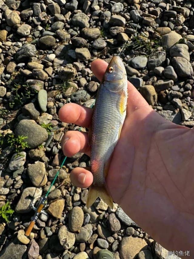 马口鱼钓获 0.01kg