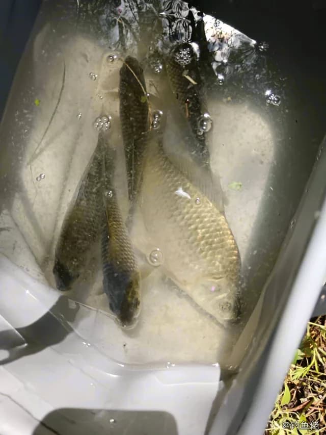 鲫鱼钓获 1.3kg