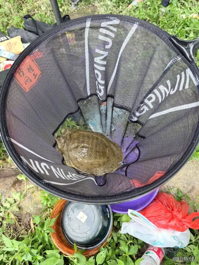 鲬鱼钓获 1.1kg