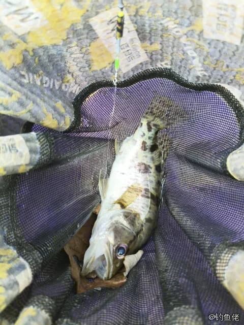 鳜鱼钓获 0.9kg