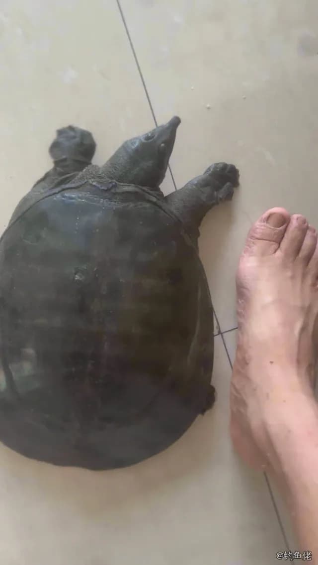 鲫鱼钓获 1.3kg