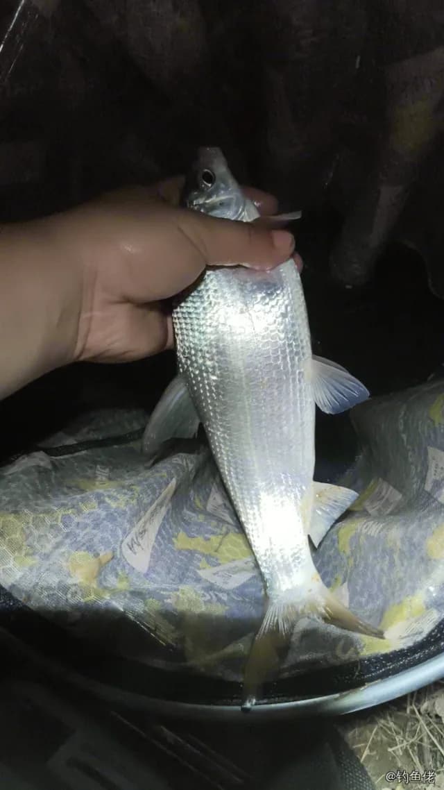黄尾鲴钓获 0.8kg