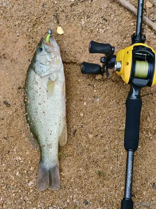 大口黑鲈钓获 0.8kg