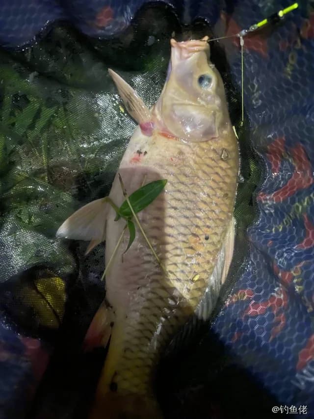 鲤鱼钓获 4kg