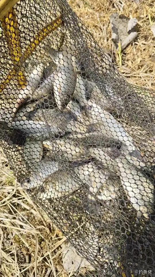 鲫鱼钓获 4.5kg