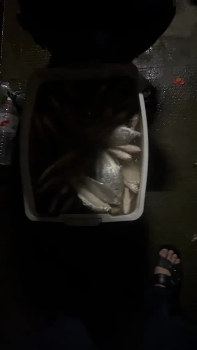 银鲳钓获 0.3kg