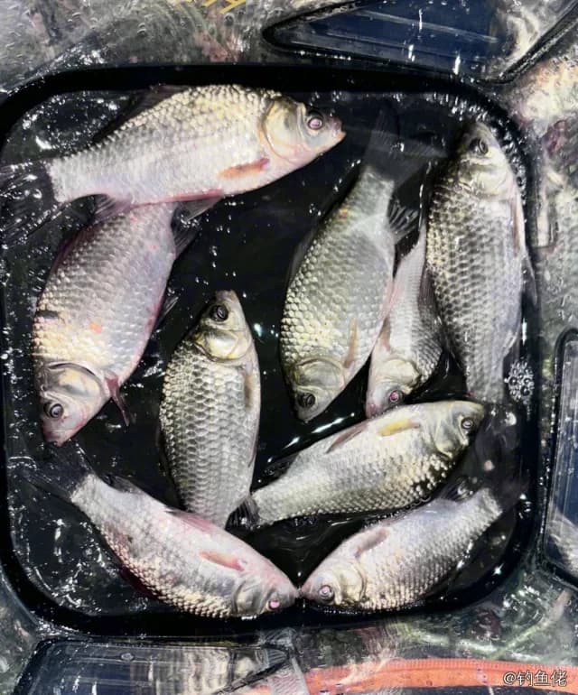 鲫鱼钓获 0.45kg