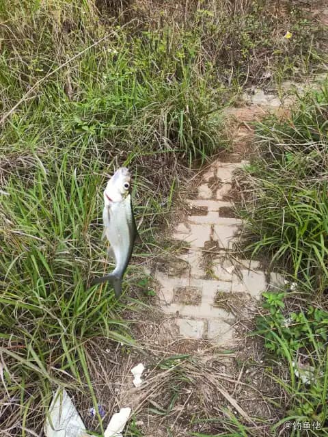 翘嘴鲌钓获 0.4kg