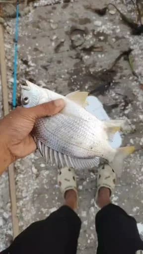 黄鳍棘鲷钓获 0.3kg
