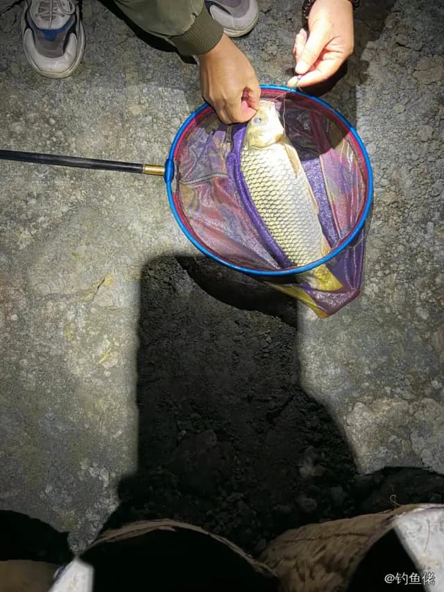 鲤鱼钓获 2.5kg