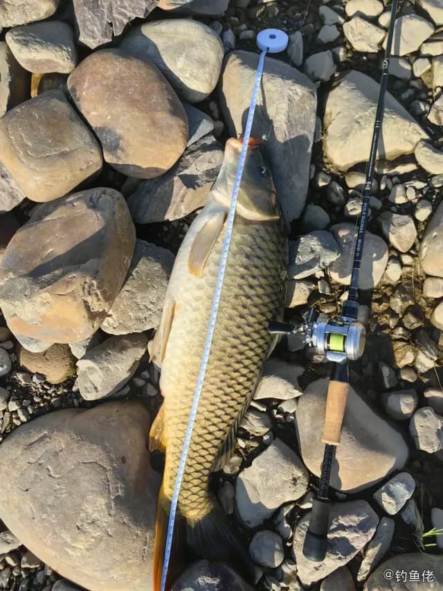 鲤鱼钓获 4.5kg