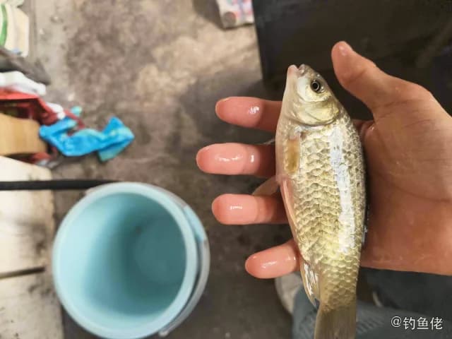 鲫鱼钓获 0.05kg