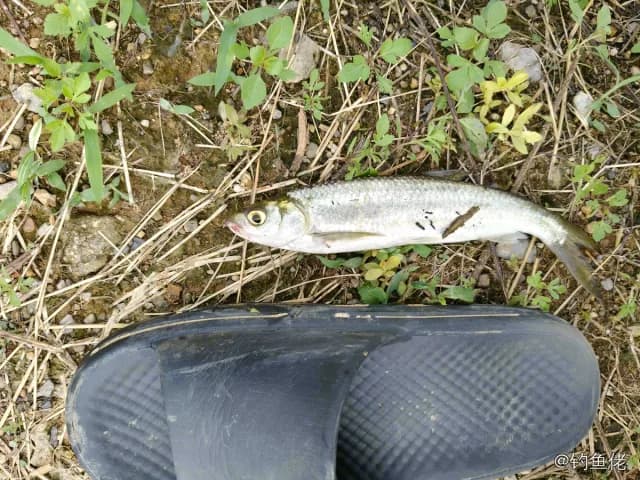 白条钓获 0.4kg
