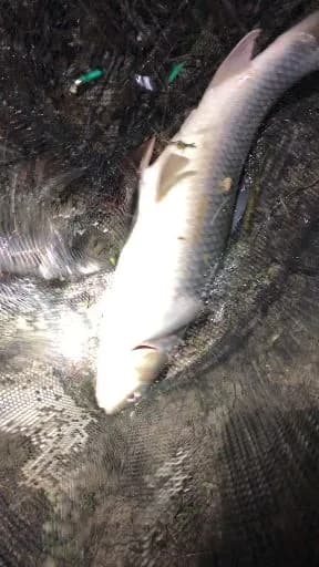 铰口鲨钓获 11kg