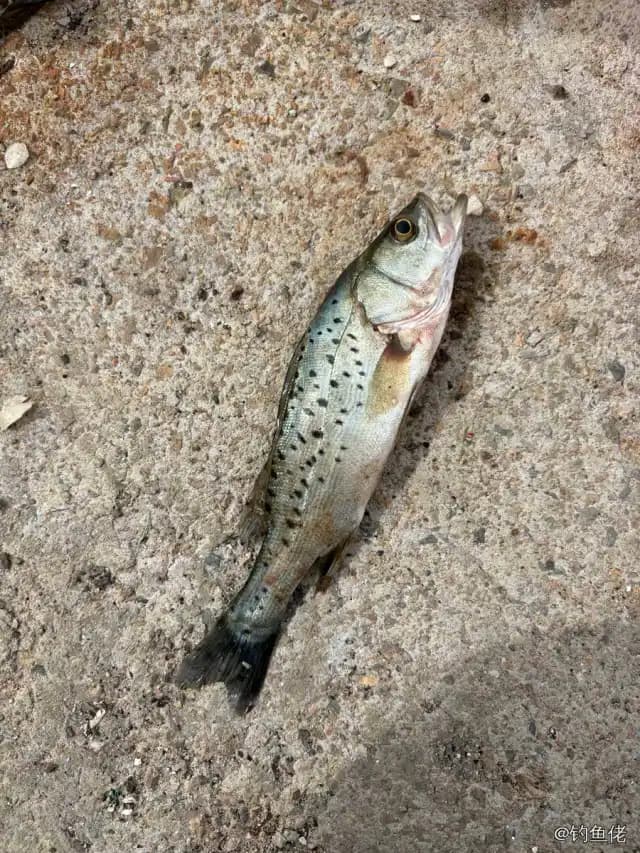 中国花鲈钓获 0.2kg