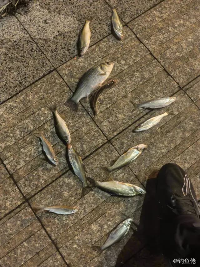 翘嘴鲌钓获 4.5kg