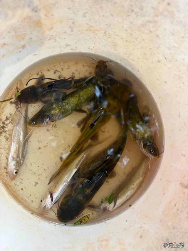 黄颡鱼钓获 0.03kg
