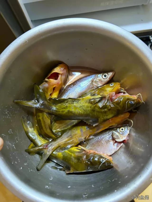 黄颡鱼钓获 0.03kg