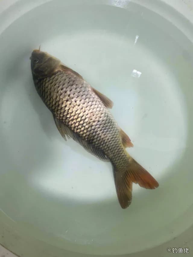 鲤鱼钓获 0.6kg