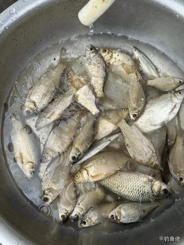 鲫鱼钓获 0.45kg