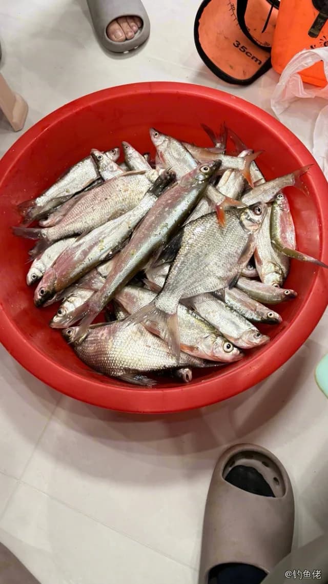 红鳍鲌钓获 0.9kg