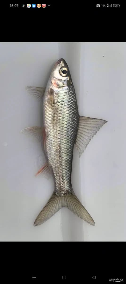 鲮鱼钓获 0.5kg