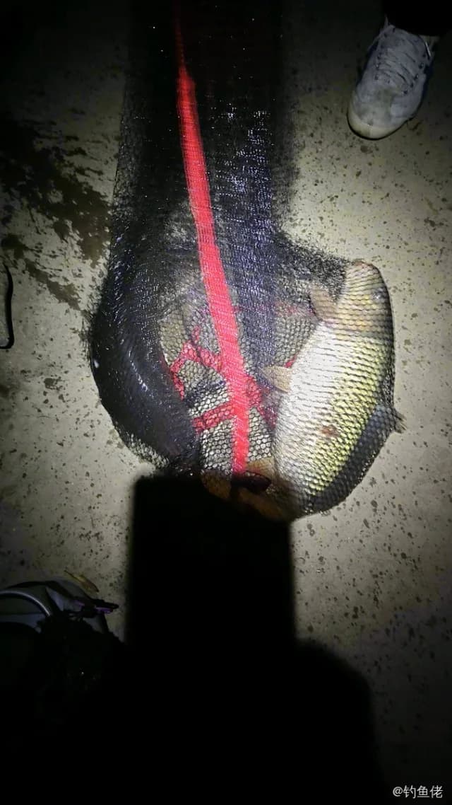 鲤鱼钓获 2.2kg
