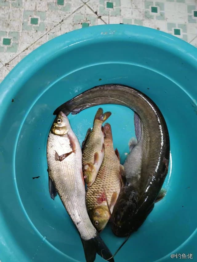 鲤鱼钓获 4kg