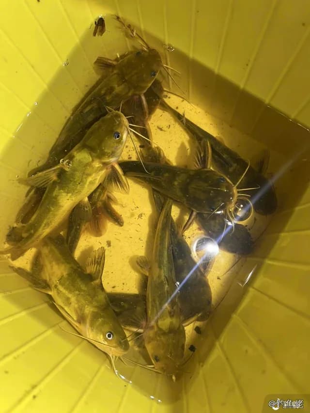 黄颡鱼钓获 0.2kg