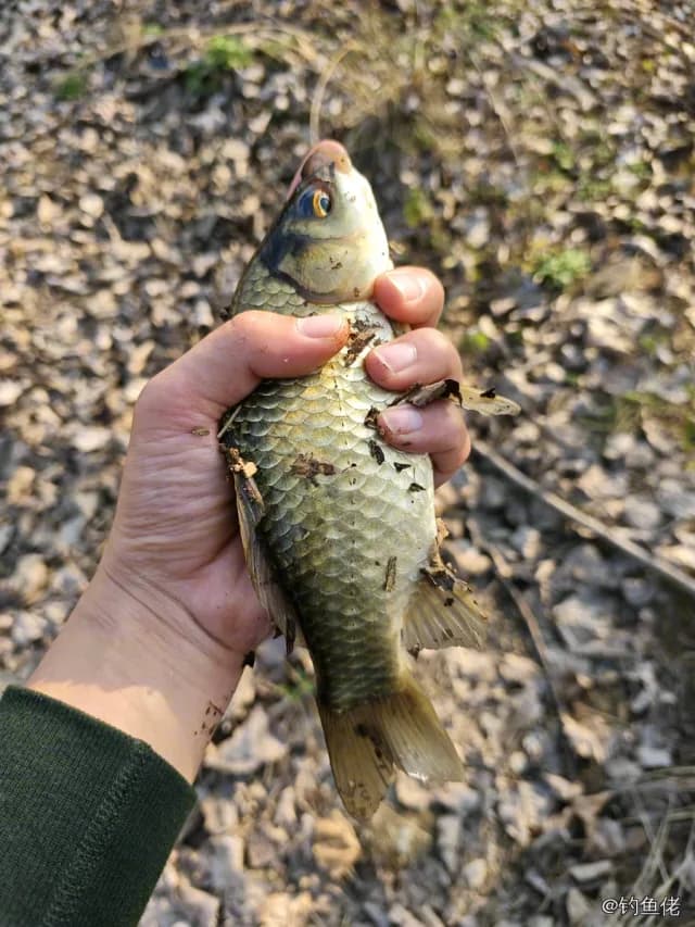 鲫鱼钓获 0.2kg